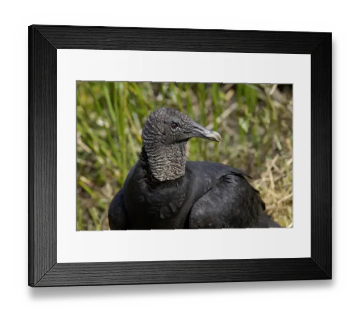 Framed Print : Black vulture in the Florida Everglades