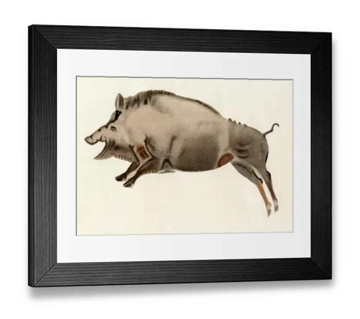Framed Print : Prehistoric cave art of a wild boar, Altamira, Spain Framed Print : Prehistoric cave art of a wild boar, Altamira, Spain