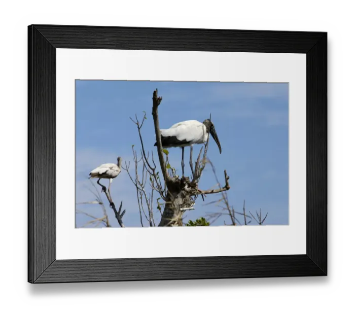 Framed Print : Wood stork, an endangered species, Florida Everglades