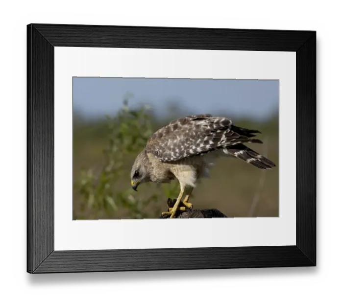 Framed Print : Red-shouldered hawk, Florida Everglades