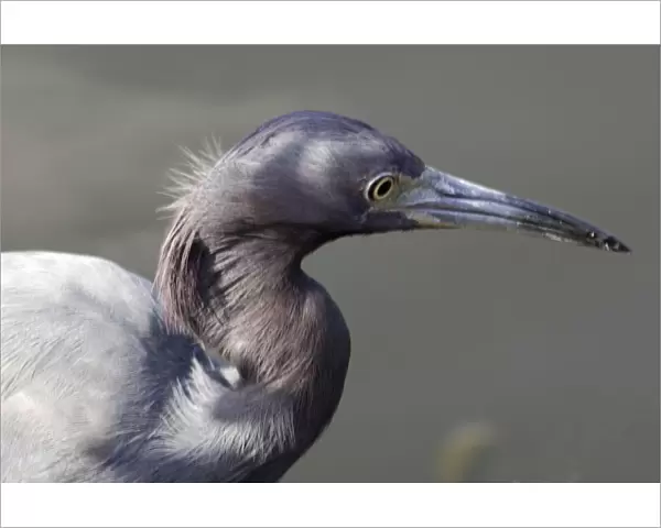 Little blue heron in the Florida Everglades