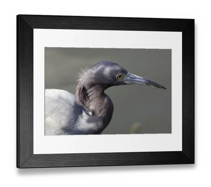 Framed Print : Little blue heron in the Florida Everglades Framed Print : Little blue heron in the Florida Everglades
