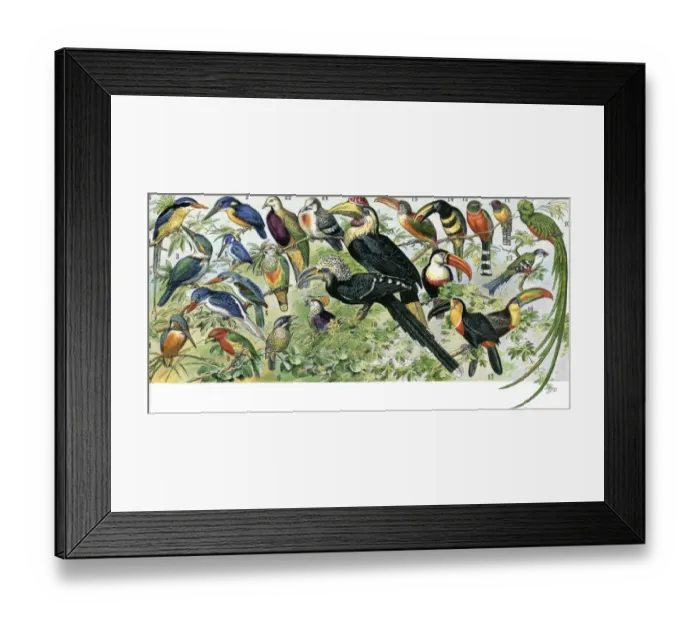 Framed Print : Quetzal, toucan, and other tropical birds Framed Print : Quetzal, toucan, and other tropical birds