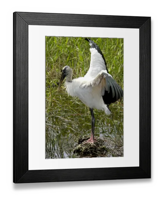 Framed Print : Wood stork, an endangered species, Florida Everglades