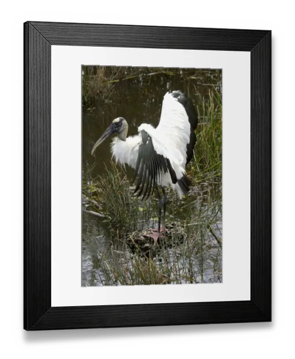 Framed Print : Wood stork, an endangered species, Florida Everglades