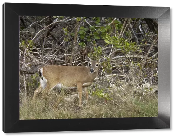 Endangered key deer doe, Florida