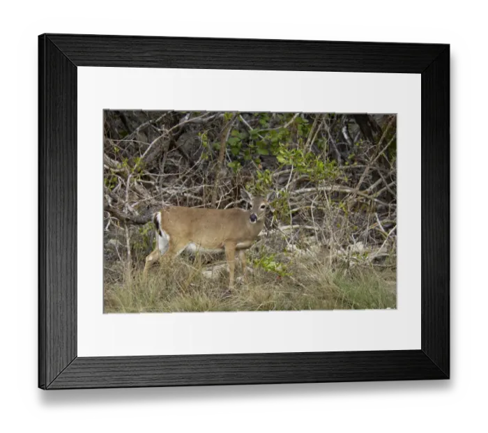 Framed Print : Endangered key deer doe, Florida Framed Print : Endangered key deer doe, Florida