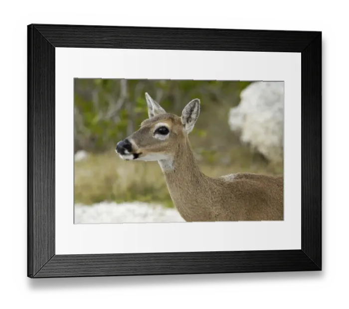 Framed Print : Endangered key deer, Florida Framed Print : Endangered key deer, Florida