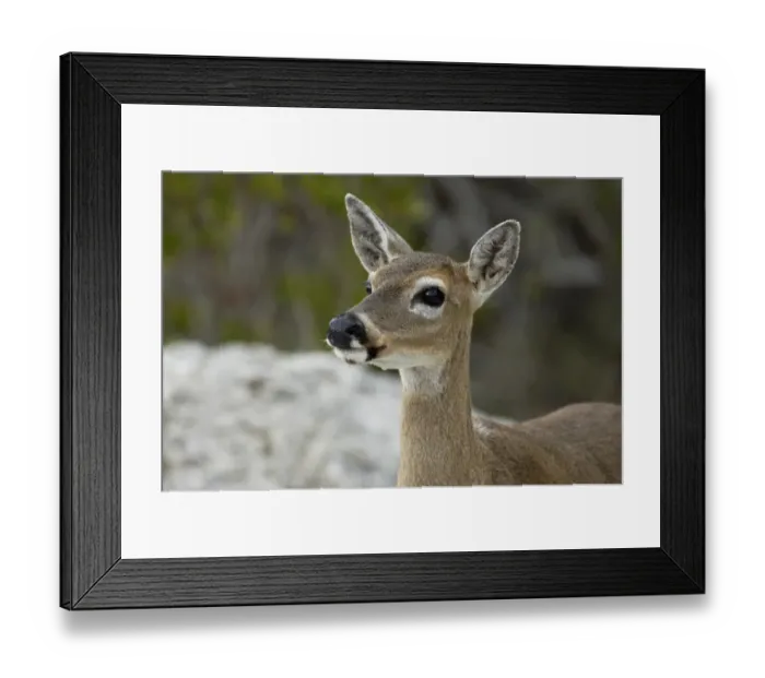 Framed Print : Endangered key deer, Florida Framed Print : Endangered key deer, Florida
