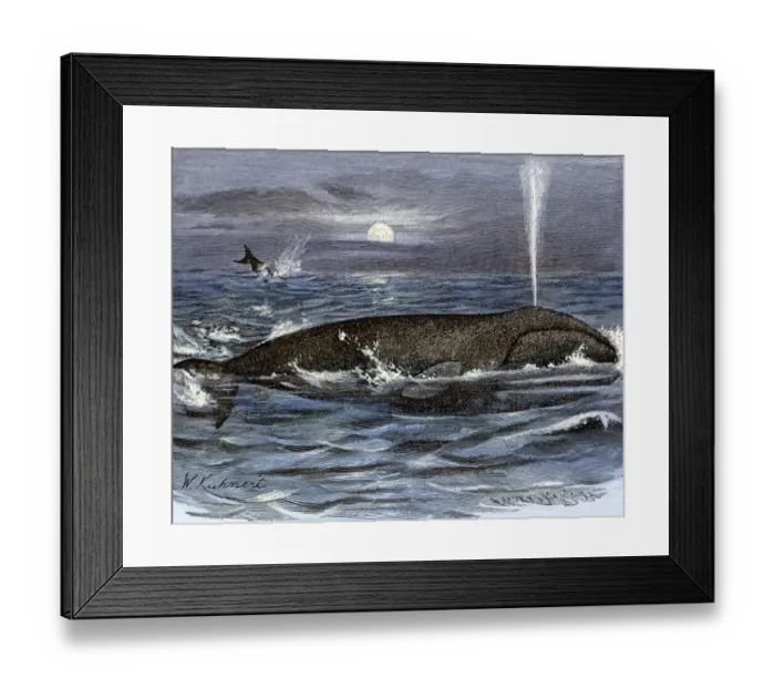 Framed Print : Right whale Framed Print : Right whale