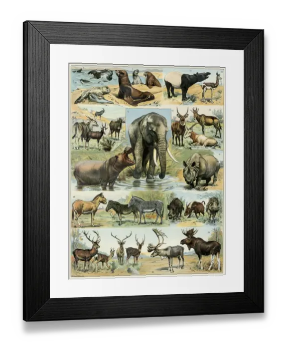 Framed Print : Some large mammals Framed Print : Some large mammals