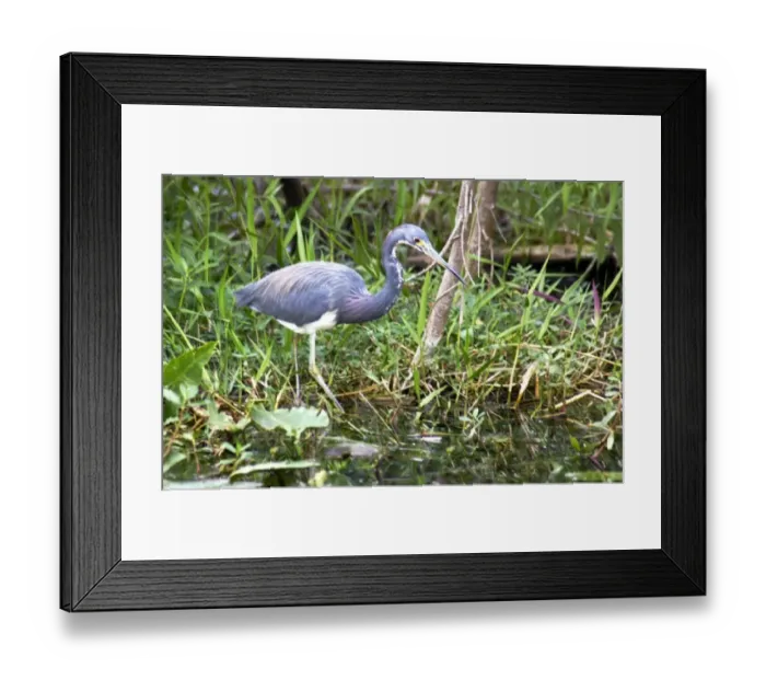 Framed Print : Tricolored heron (Louisiana heron) in the Florida Everglades Framed Print : Tricolored heron (Louisiana heron) in the Florida Everglades