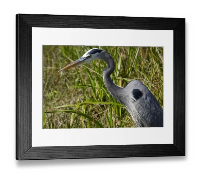 Framed Print : Great blue heron in the Florida Everglades Framed Print : Great blue heron in the Florida Everglades