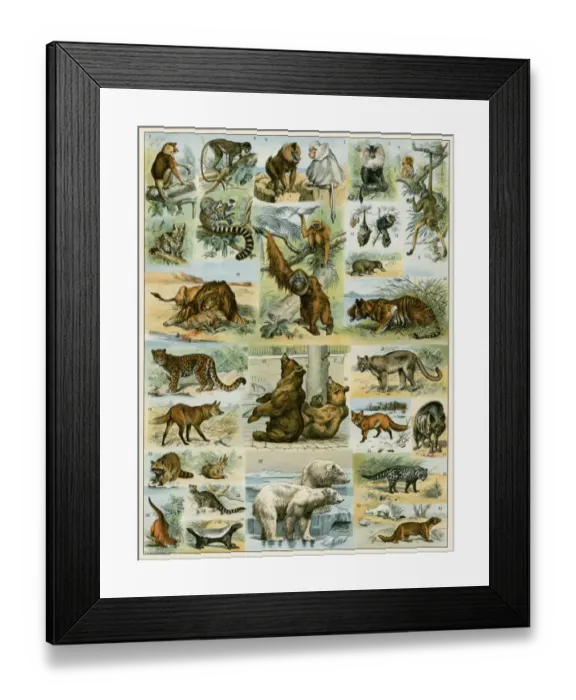 Framed Print : Primates and other mammals Framed Print : Primates and other mammals