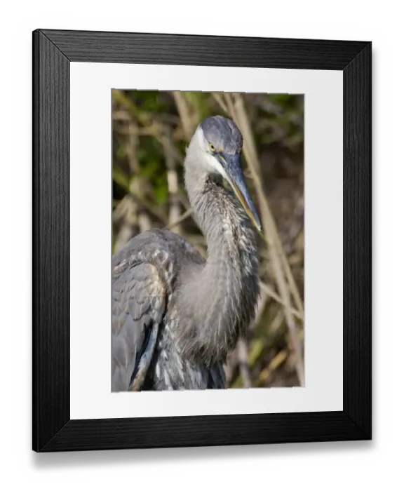 Framed Print : Great blue heron in the Florida Everglades Framed Print : Great blue heron in the Florida Everglades