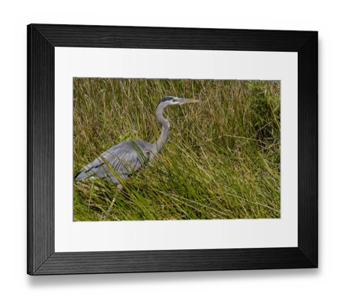 Framed Print : Great blue heron in the Florida Everglades