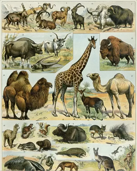 Animal illustrations