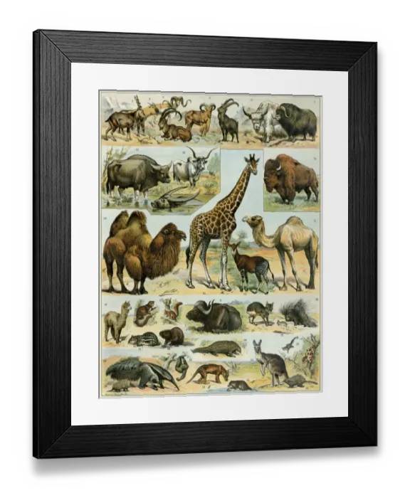 Framed Print : Animal illustrations Framed Print : Animal illustrations