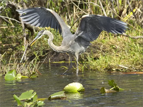 Great blue heron in the Florida Everglades