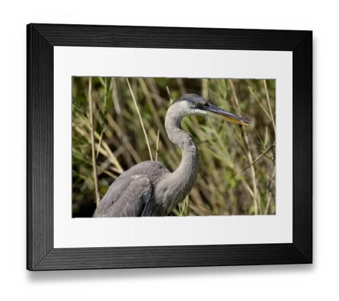 Framed Print : Great blue heron in the Florida Everglades Framed Print : Great blue heron in the Florida Everglades