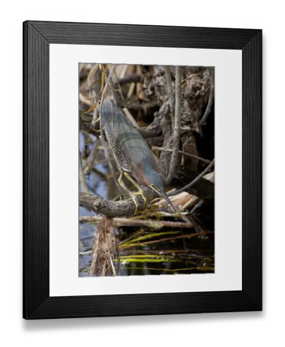 Framed Print : Green heron in the Florida Everglades Framed Print : Green heron in the Florida Everglades