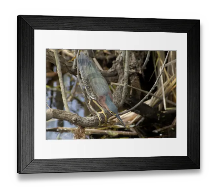 Framed Print : Green heron in the Florida Everglades Framed Print : Green heron in the Florida Everglades