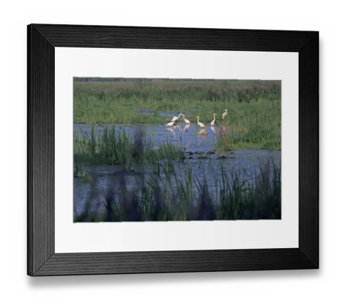 Framed Print : Great egrets in a Wisconsin wetland