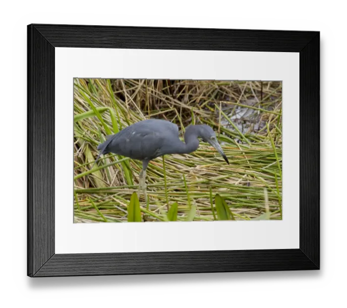 Framed Print : Little blue heron in the Florida Everglades