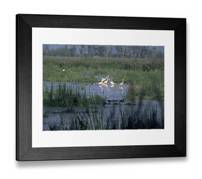 Framed Print : Great egrets in a Wisconsin wetland
