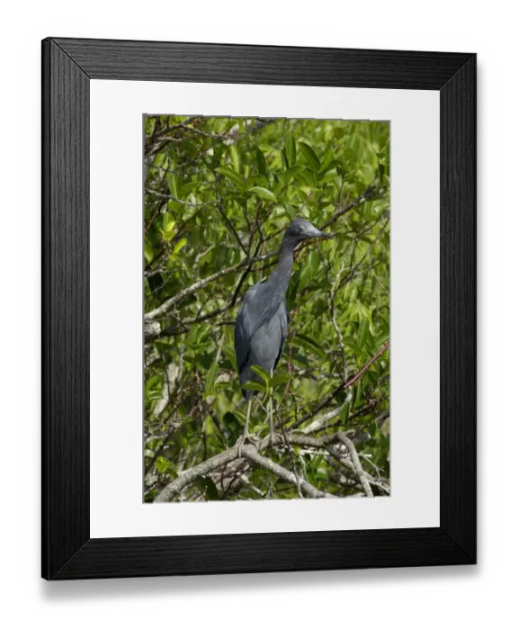Framed Print : Little blue heron in the Florida Everglades