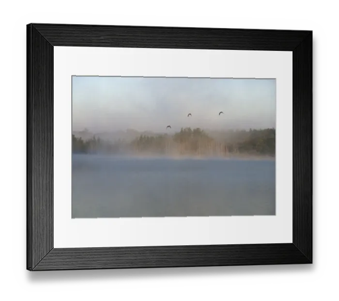 Framed Print : Mallards over the Wolf River, Wisconsin Framed Print : Mallards over the Wolf River, Wisconsin
