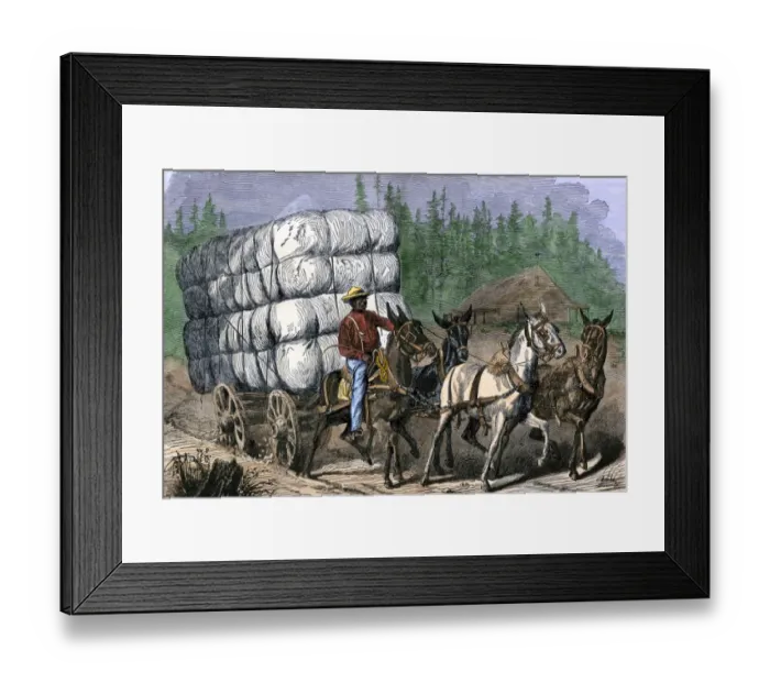 Framed Print : African-American hauling baled cotton to market with a team of mules Framed Print : African-American hauling baled cotton to market with a team of mules