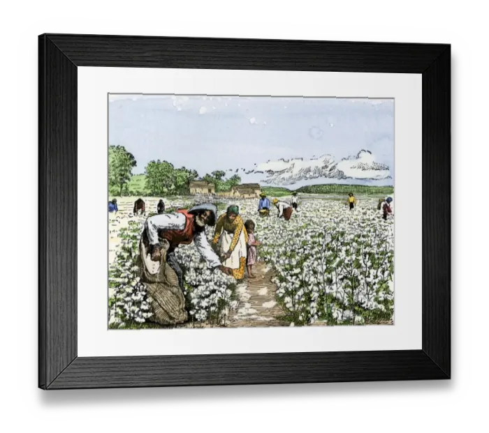 Framed Print : African-American field-hands picking cotton