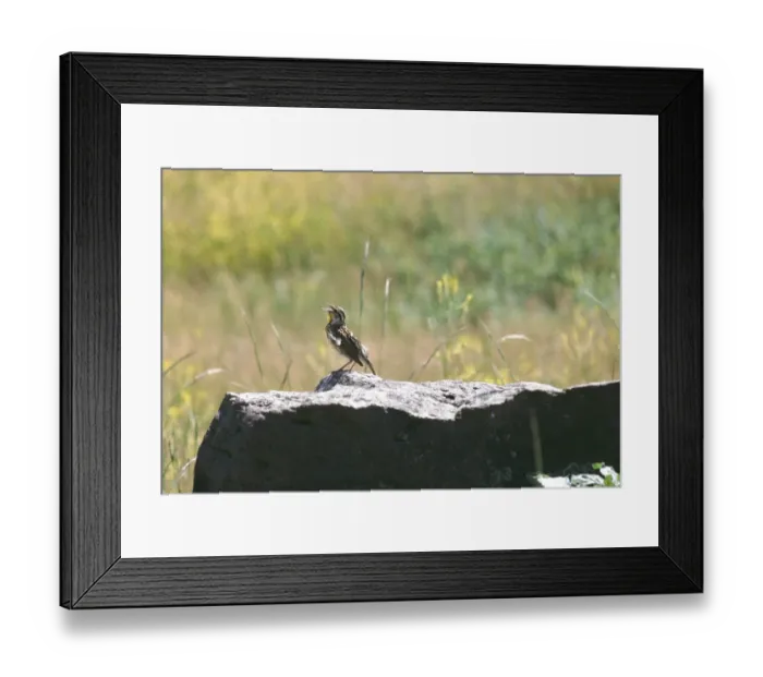 Framed Print : Western meadowlark Framed Print : Western meadowlark