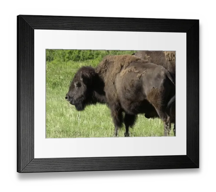 Framed Print : Buffalo, South Dakota