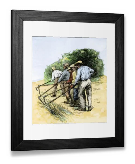 Framed Print : African-American field hands hooking up sugar cane in Louisiana Framed Print : African-American field hands hooking up sugar cane in Louisiana