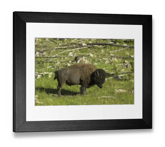 Framed Print : Buffalo in South Dakota Framed Print : Buffalo in South Dakota