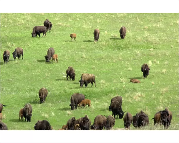 Buffalo herd in South Dakota