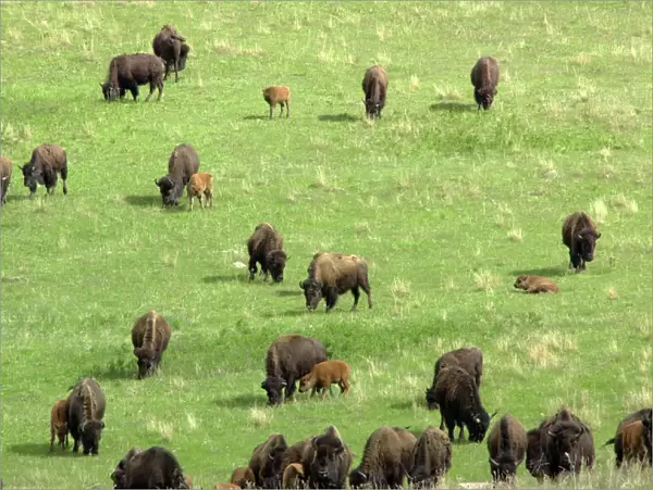 Buffalo herd in South Dakota