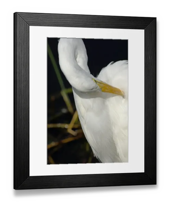 Framed Print : Great egret in the Florida Everglades Framed Print : Great egret in the Florida Everglades