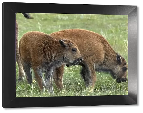 Buffalo calves, South Dakota