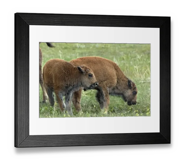 Framed Print : Buffalo calves, South Dakota Framed Print : Buffalo calves, South Dakota