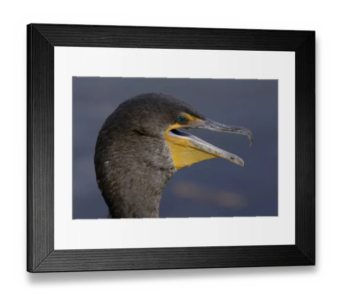 Framed Print : Anhinga in the Florida Everglades Framed Print : Anhinga in the Florida Everglades