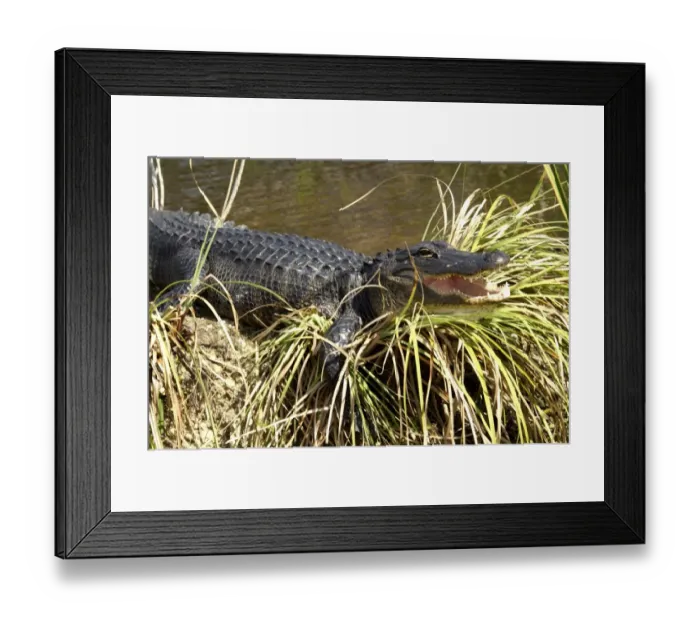 Framed Print : Alligator in the Florida Everglades Framed Print : Alligator in the Florida Everglades