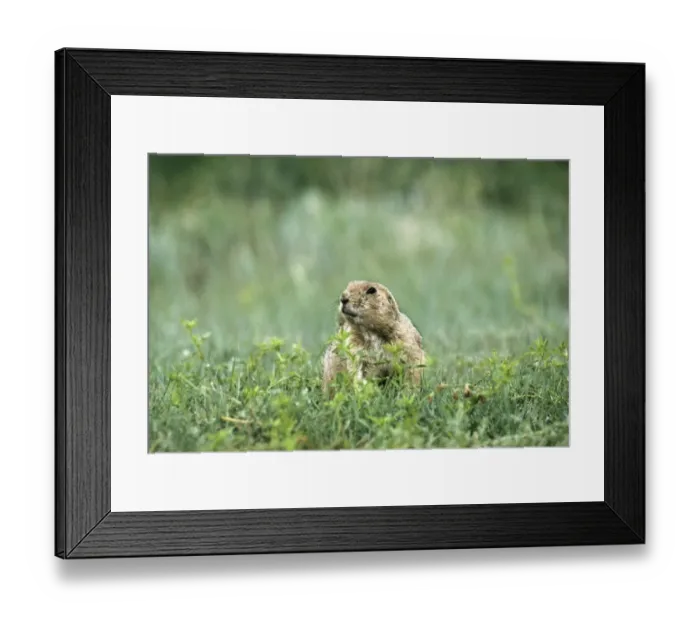 Framed Print : Prairie dog, North Dakota