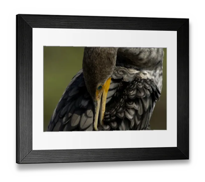 Framed Print : Anhinga in the Florida Everglades Framed Print : Anhinga in the Florida Everglades