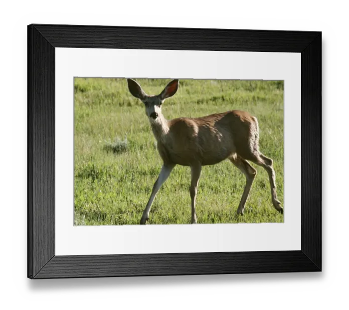 Framed Print : Mule deer, North Dakota Framed Print : Mule deer, North Dakota