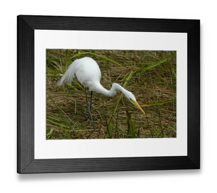 Framed Print : Great egret in the Florida Everglades Framed Print : Great egret in the Florida Everglades