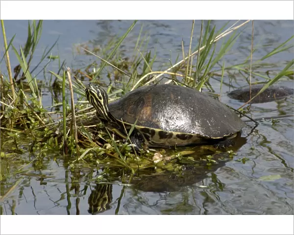 Painted turtle in the Florida Everglades