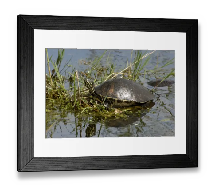 Framed Print : Painted turtle in the Florida Everglades Framed Print : Painted turtle in the Florida Everglades